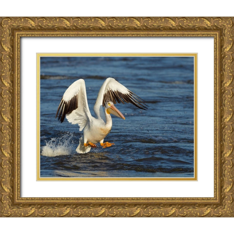 Pelican GIO Gold Ornate Wood Framed Art Print with Double Matting by Galloimages Online