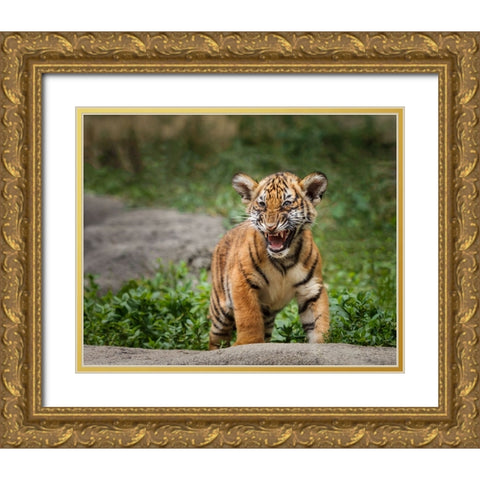 Acting Tough Gold Ornate Wood Framed Art Print with Double Matting by Galloimages Online