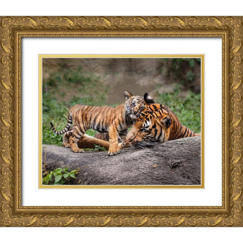 Malayan Tiger Cub: Priceless Gold Ornate Wood Framed Art Print with Double Matting by Galloimages Online