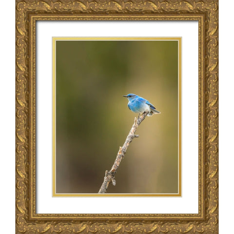 Mountain Blue Bird Gold Ornate Wood Framed Art Print with Double Matting by Galloimages Online