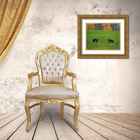 Black Bear Cubs Gold Ornate Wood Framed Art Print with Double Matting by Galloimages Online
