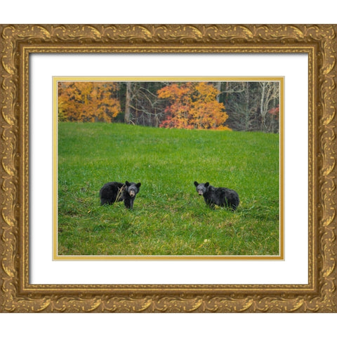Black Bear Cubs Gold Ornate Wood Framed Art Print with Double Matting by Galloimages Online