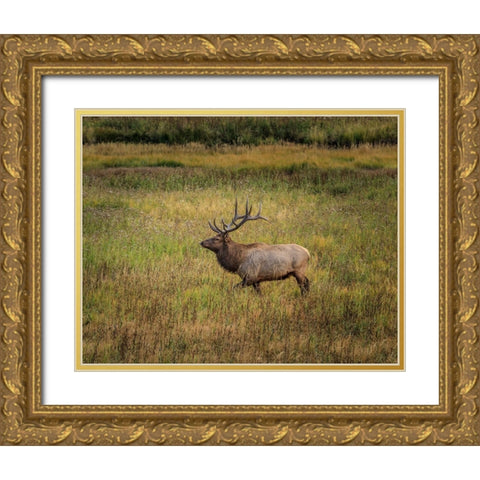 Bull Elk Yellowstone Gold Ornate Wood Framed Art Print with Double Matting by Galloimages Online