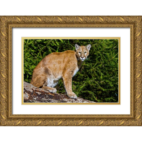 Cougar Gold Ornate Wood Framed Art Print with Double Matting by Galloimages Online
