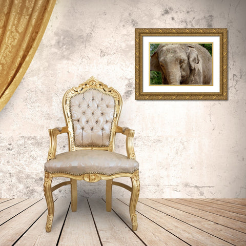 Elephant Gold Ornate Wood Framed Art Print with Double Matting by Galloimages Online