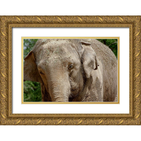 Elephant Gold Ornate Wood Framed Art Print with Double Matting by Galloimages Online