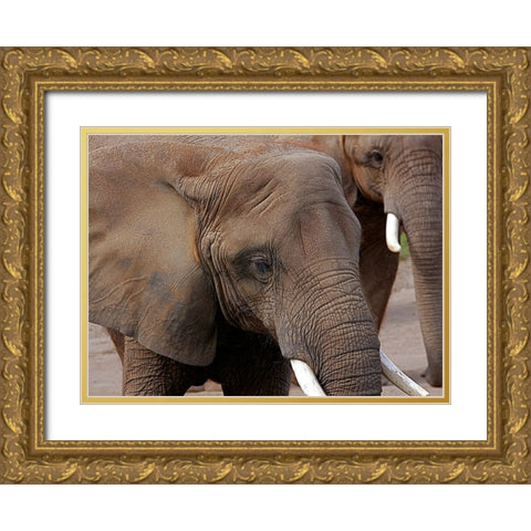 Elephants 2 Gold Ornate Wood Framed Art Print with Double Matting by Galloimages Online