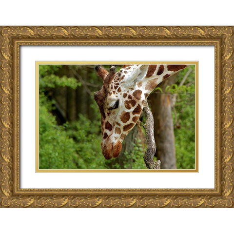 Giraffe 2 Gold Ornate Wood Framed Art Print with Double Matting by Galloimages Online