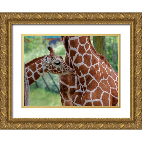 Giraffe And Calf Gold Ornate Wood Framed Art Print with Double Matting by Galloimages Online