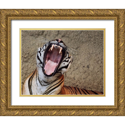 Malayan Tigress Yawn Gold Ornate Wood Framed Art Print with Double Matting by Galloimages Online