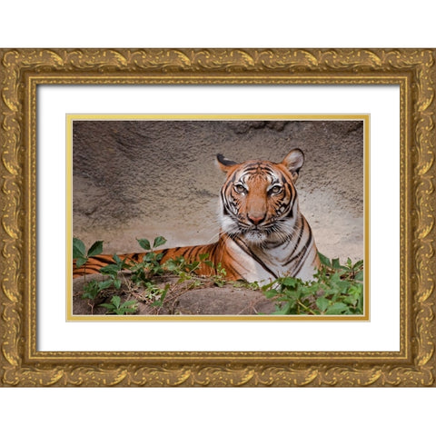 Malayan Tigress Gold Ornate Wood Framed Art Print with Double Matting by Galloimages Online