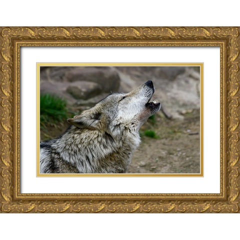 Mexican Wolf Gold Ornate Wood Framed Art Print with Double Matting by Galloimages Online