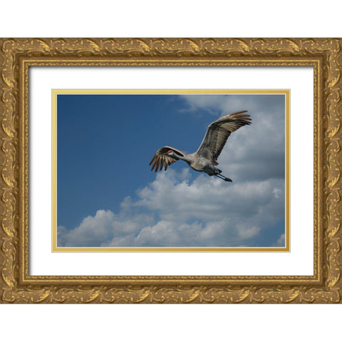 Sandhill Crane In Flight Gold Ornate Wood Framed Art Print with Double Matting by Galloimages Online