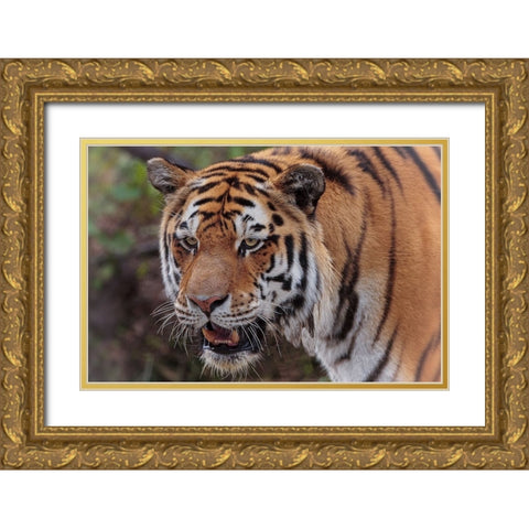 Tiger Gold Ornate Wood Framed Art Print with Double Matting by Galloimages Online