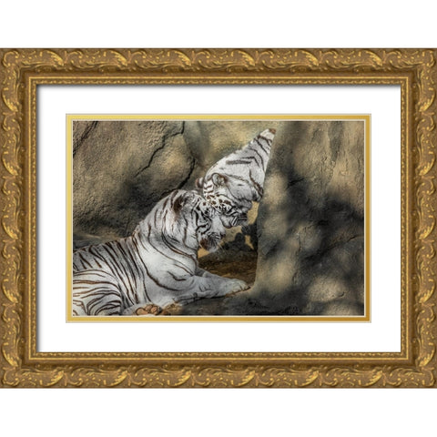 White Tiger Headbutt Gold Ornate Wood Framed Art Print with Double Matting by Galloimages Online