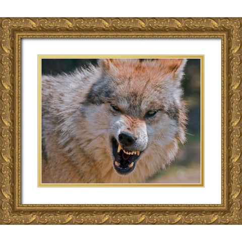 Wolf Gold Ornate Wood Framed Art Print with Double Matting by Galloimages Online