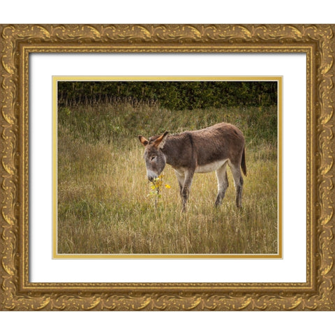 Young Burro Gold Ornate Wood Framed Art Print with Double Matting by Galloimages Online