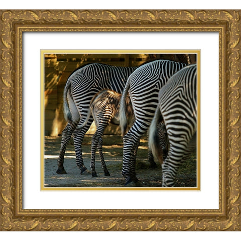 Zebra Bottoms Gold Ornate Wood Framed Art Print with Double Matting by Galloimages Online