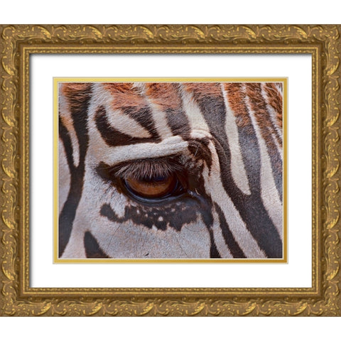Zebra Eye Gold Ornate Wood Framed Art Print with Double Matting by Galloimages Online