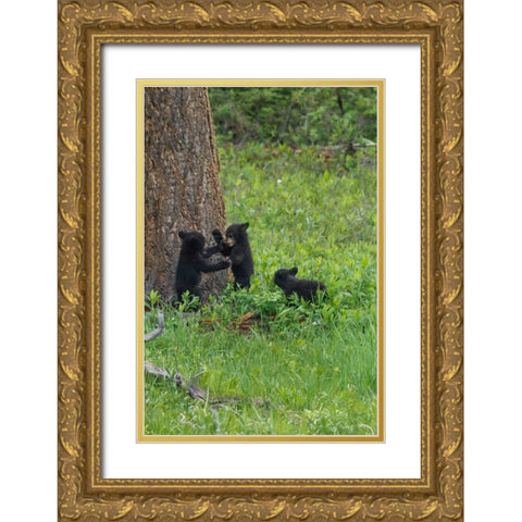 3 Black Bear Cubs (YNP) Gold Ornate Wood Framed Art Print with Double Matting by Galloimages Online