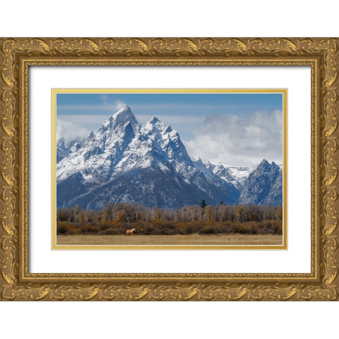 A Horse In Front Of The Grand Teton Gold Ornate Wood Framed Art Print with Double Matting by Galloimages Online