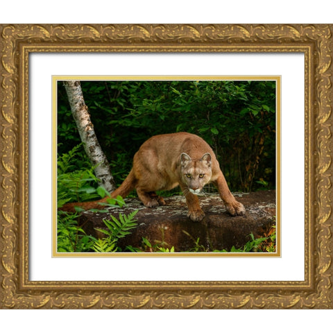 About To Pounce Gold Ornate Wood Framed Art Print with Double Matting by Galloimages Online