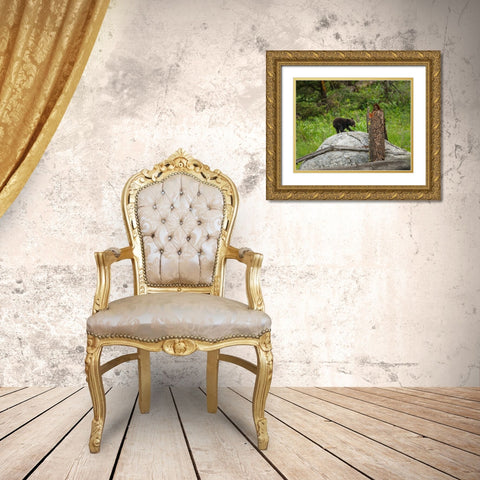 Bear Cub On Rock Gold Ornate Wood Framed Art Print with Double Matting by Galloimages Online