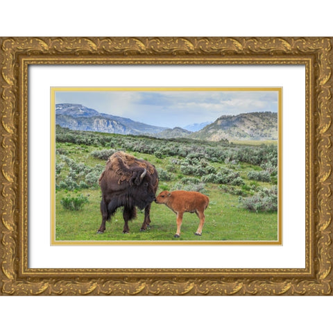 Bison And Calf (YNP) Gold Ornate Wood Framed Art Print with Double Matting by Galloimages Online