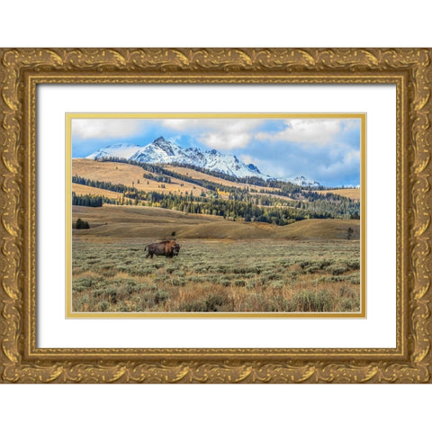 Bison By Electric Peak (YNP) Gold Ornate Wood Framed Art Print with Double Matting by Galloimages Online