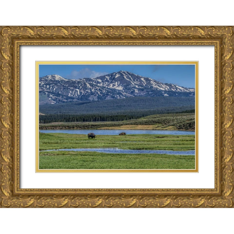 Bison By River Gold Ornate Wood Framed Art Print with Double Matting by Galloimages Online
