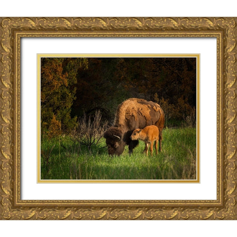 Bison Cow And Calf Gold Ornate Wood Framed Art Print with Double Matting by Galloimages Online