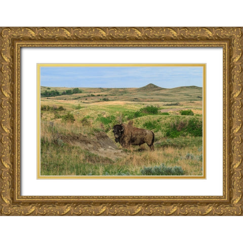Bison In North Dakota Landscape Gold Ornate Wood Framed Art Print with Double Matting by Galloimages Online