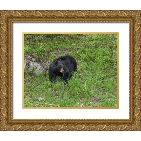 Black Bear (YNP) Gold Ornate Wood Framed Art Print with Double Matting by Galloimages Online