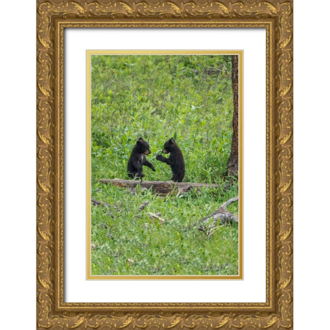 Black Bear Cubs (YNP) Gold Ornate Wood Framed Art Print with Double Matting by Galloimages Online