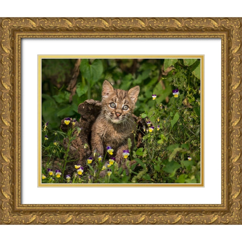 Bobcat Kitten In Wildflowers Gold Ornate Wood Framed Art Print with Double Matting by Galloimages Online