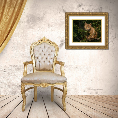 Bobcat Kitten On Branch Gold Ornate Wood Framed Art Print with Double Matting by Galloimages Online