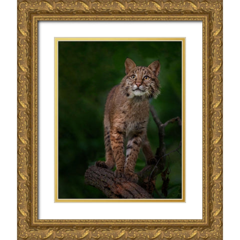 Bobcat Poses On Tree Branch 1 Gold Ornate Wood Framed Art Print with Double Matting by Galloimages Online