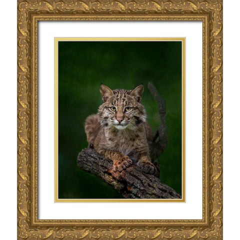 Bobcat Poses On Tree Branch 2 Gold Ornate Wood Framed Art Print with Double Matting by Galloimages Online