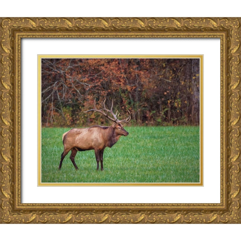 Bull Elk (GSMNP) Gold Ornate Wood Framed Art Print with Double Matting by Galloimages Online