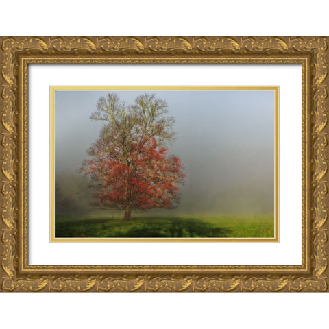 Cades Cove Tree Gold Ornate Wood Framed Art Print with Double Matting by Galloimages Online