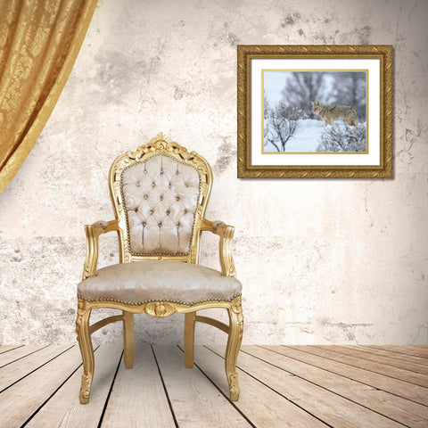 Coyote In Snow Gold Ornate Wood Framed Art Print with Double Matting by Galloimages Online