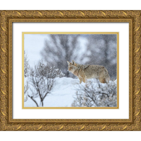 Coyote In Snow Gold Ornate Wood Framed Art Print with Double Matting by Galloimages Online