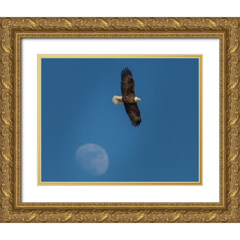 Eagle And Moon Gold Ornate Wood Framed Art Print with Double Matting by Galloimages Online