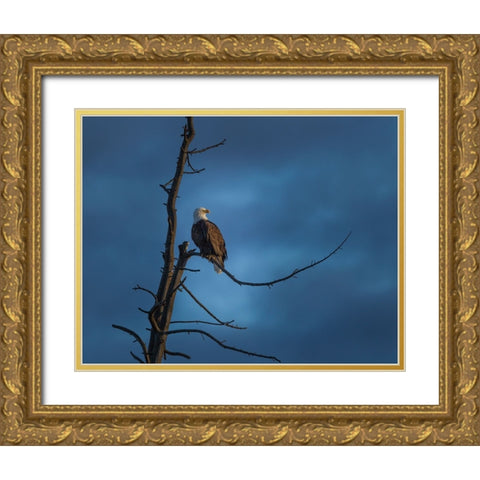 Eagle In (YNP) Gold Ornate Wood Framed Art Print with Double Matting by Galloimages Online