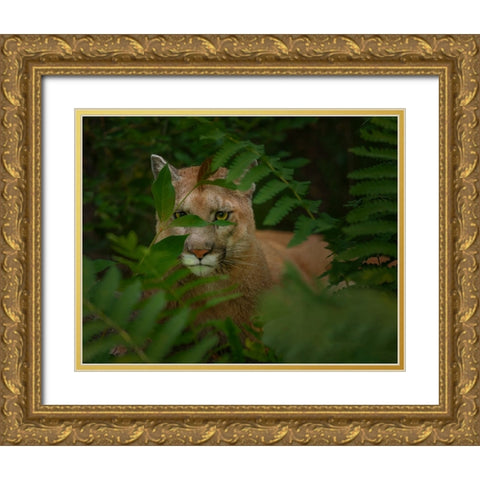 Eyes Of The Forest Ghost Gold Ornate Wood Framed Art Print with Double Matting by Galloimages Online