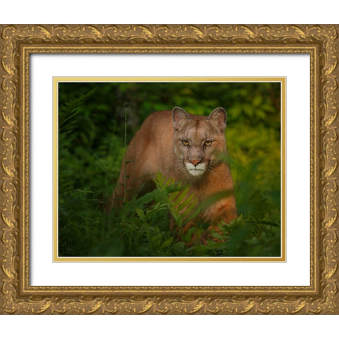 Focused Gold Ornate Wood Framed Art Print with Double Matting by Galloimages Online