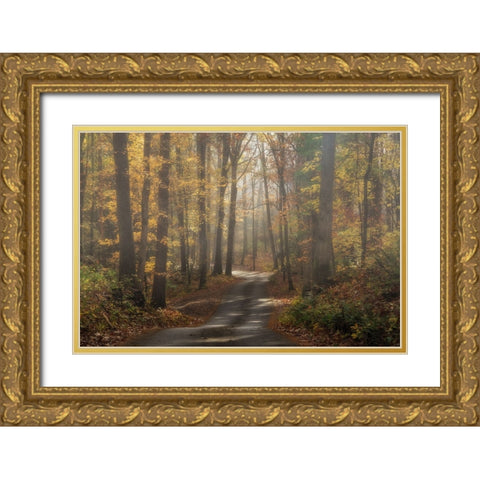 Foggy Forest Gold Ornate Wood Framed Art Print with Double Matting by Galloimages Online