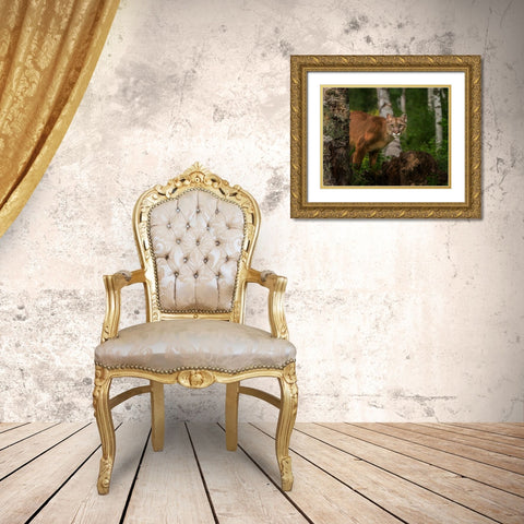 Inquistive Mountain Lion Gold Ornate Wood Framed Art Print with Double Matting by Galloimages Online