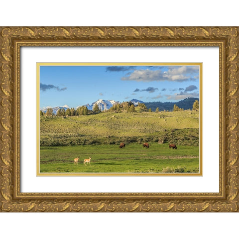Lamar Valley - Pronghorn And Bison Gold Ornate Wood Framed Art Print with Double Matting by Galloimages Online