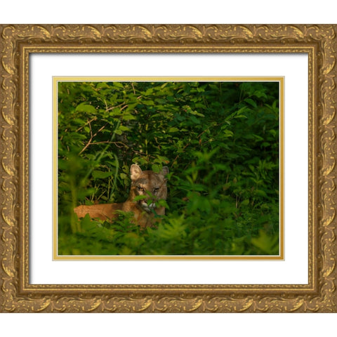 Mountain Lion Lurks In Bush Gold Ornate Wood Framed Art Print with Double Matting by Galloimages Online